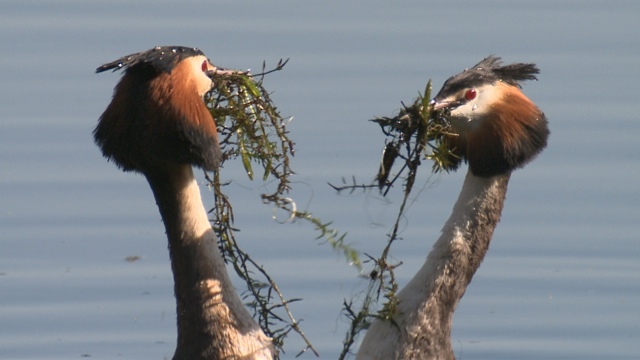 Great crested grebe footage used in BBC's Natural World